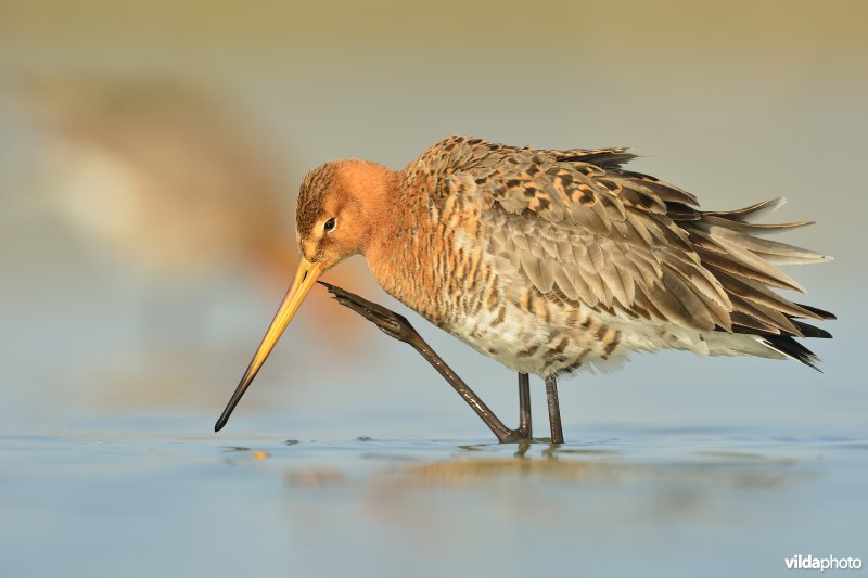 Grutto