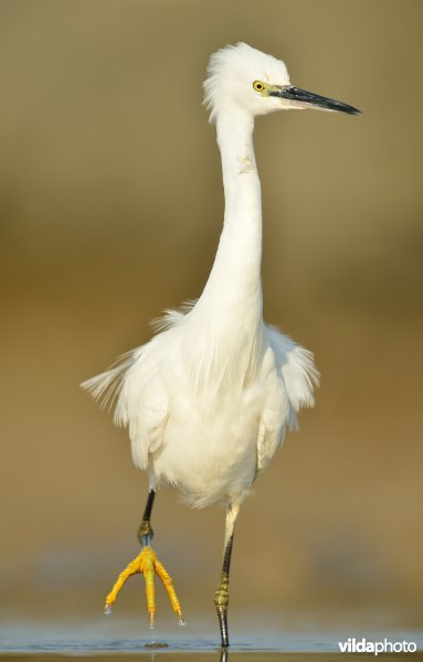 Kleine zilverreiger