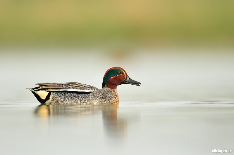 Mannetje Wintertaling