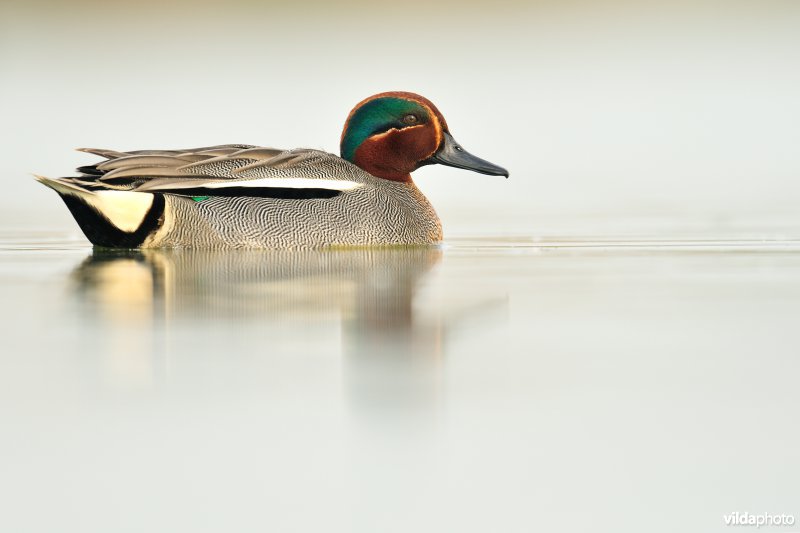 Mannetje Wintertaling