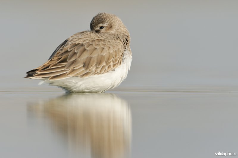 Slapende Bonte strandloper