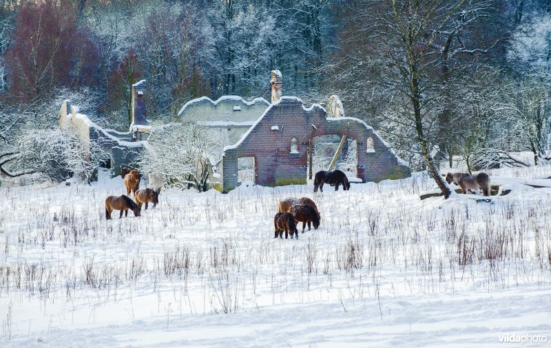 IJslandse ponies grazen in besneeuwd landschap bij ruïne van boerderij Herikhuizen, Veluwzoom