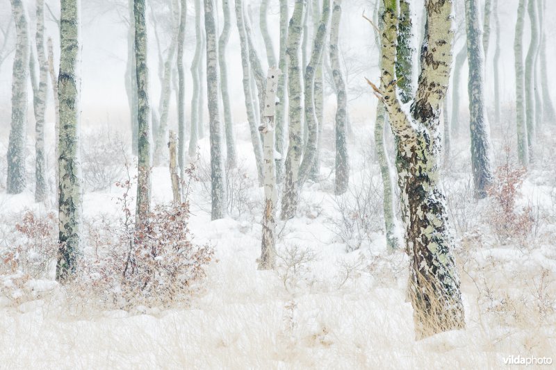 Besneeuwd landschap op de Hoge Veluwe