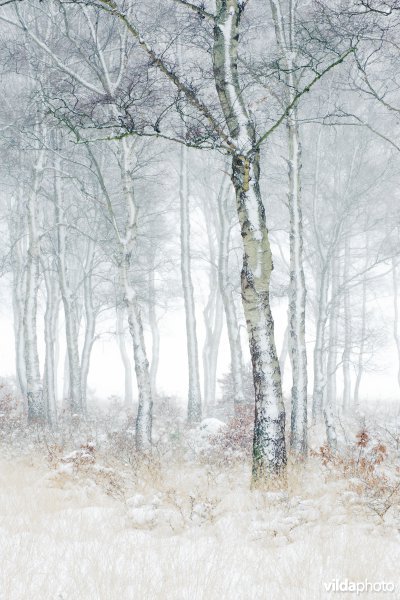 Besneeuwd landschap op de Hoge Veluwe