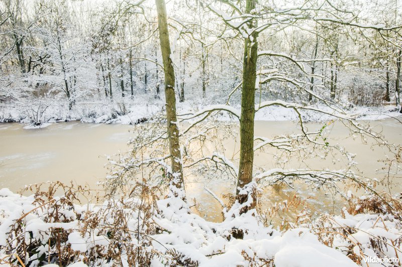 Besneeuwde Zwarte els