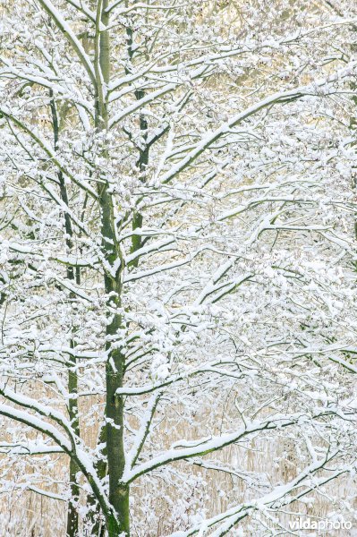 Besneeuwde Zwarte els