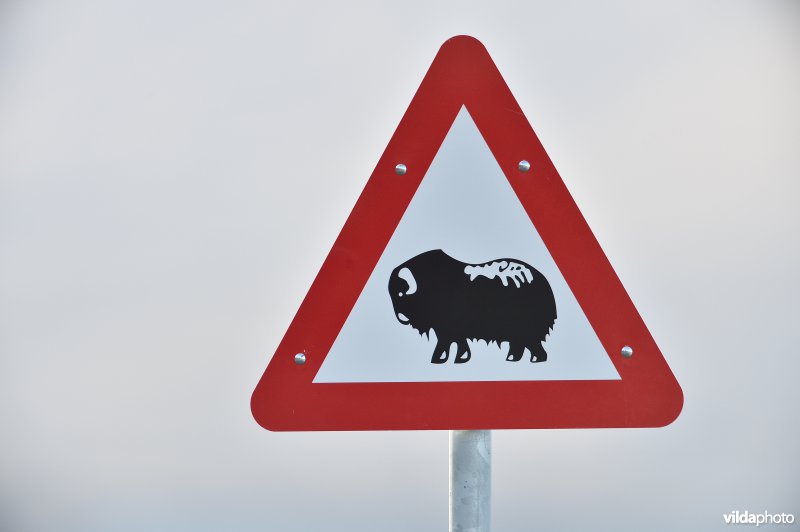 Bord voor overstekende Muskusossen