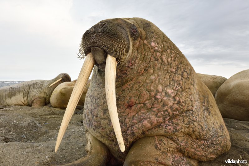 Walrus