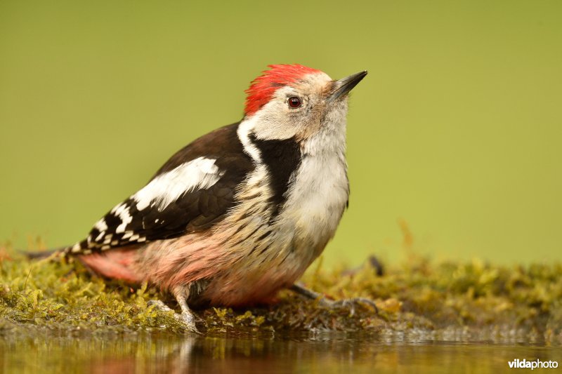 Middelste bonte specht