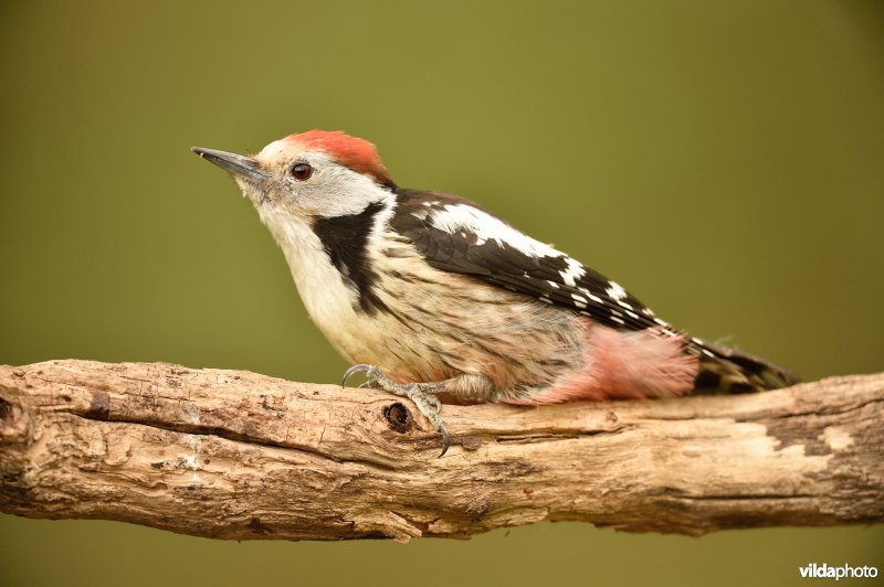 Middelste bonte specht