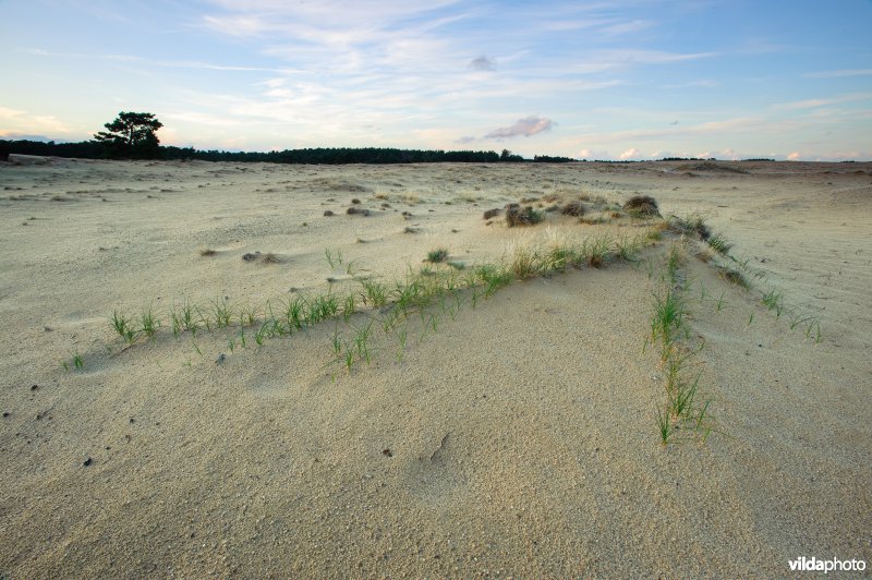 Zandzegge