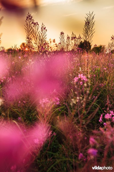 Wilgenroosjes in de Alde Faenen Nationaal Park