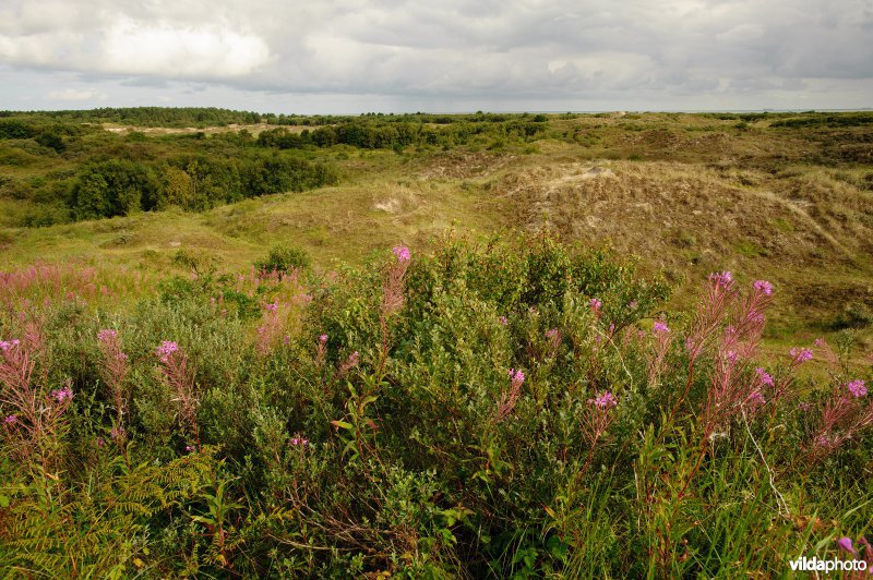 Landschap op Schiermonnikoog