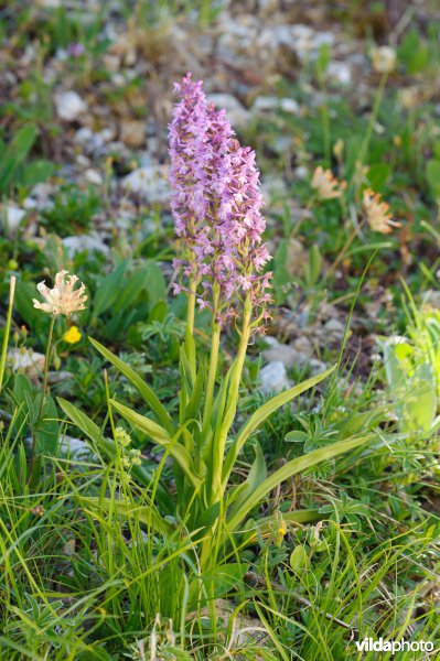 Grote muggenorchis