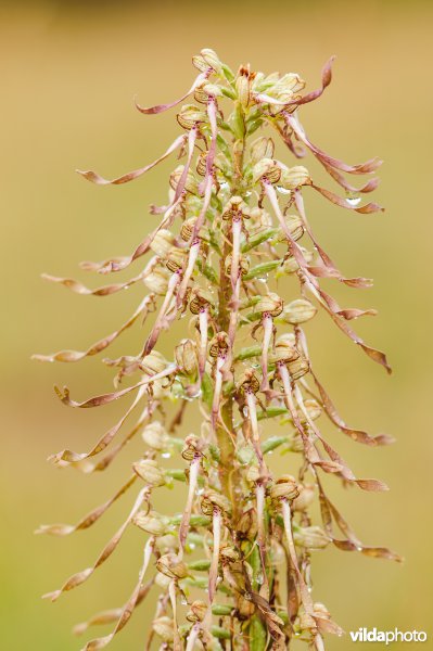 Bokkenorchis