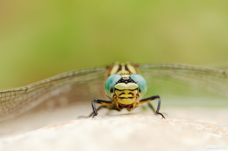 Portret van Kleine tanglibel