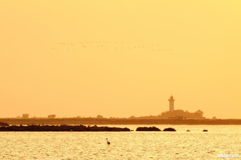 Flamingo's in Camargue