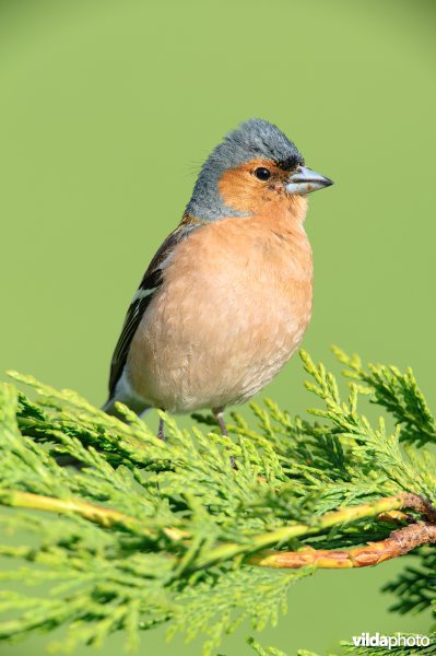 Mannetje vink