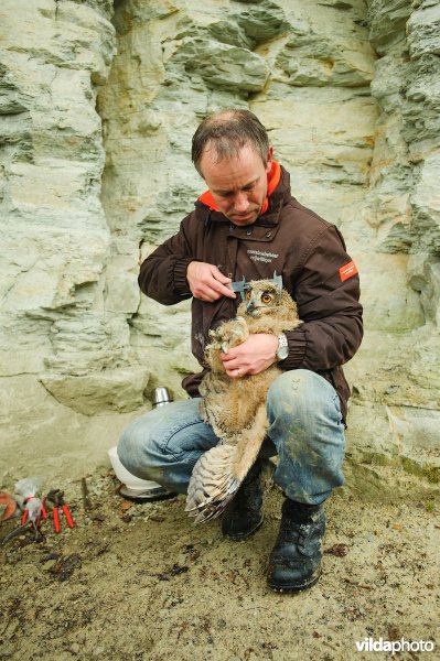Onderzoeker Gejo Wassink neemt biometrische gegevens op van een jonge Oehoe welke wordt uitgerust met een gps zender
