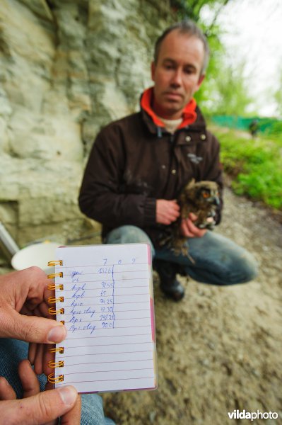 Onderzoeker Gejo Wassink neemt biometrische gegevens op van een jonge Oehoe welke wordt uitgerust met een gps zender