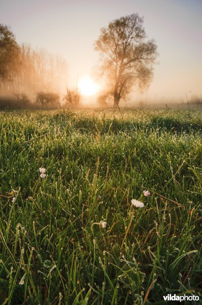 Madeliefjes in een raaigrasland bij zonsopkomst