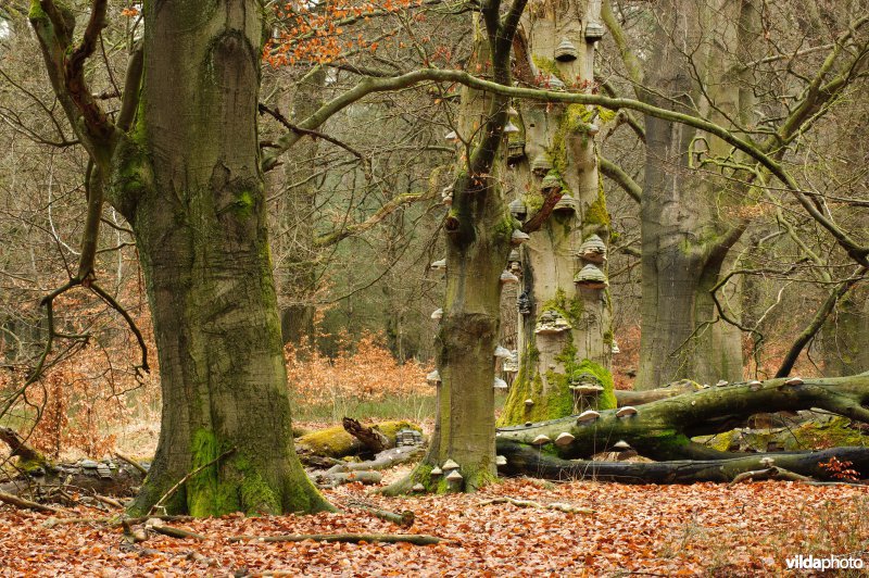 Tonderzwammen op oude beukenbomen