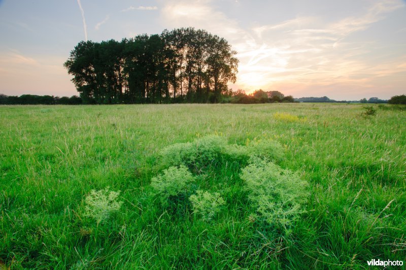 Echte kruisdistel