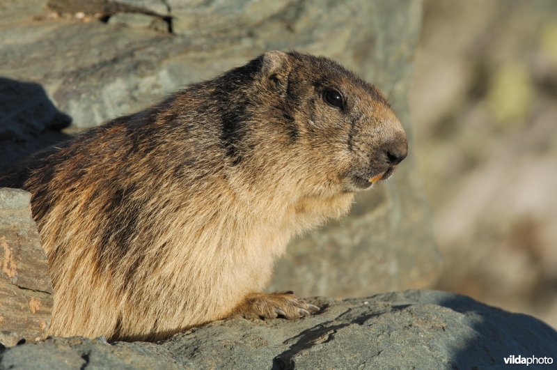 Alpenmarmot