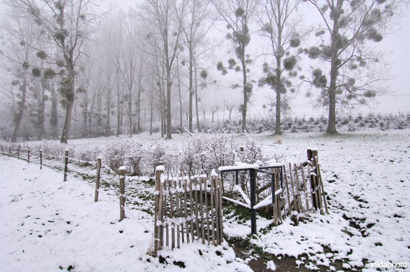 Wandelpad in de sneeuw