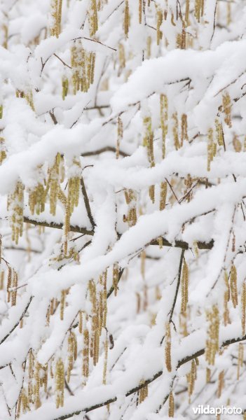 Besneeuwde Hazelaar