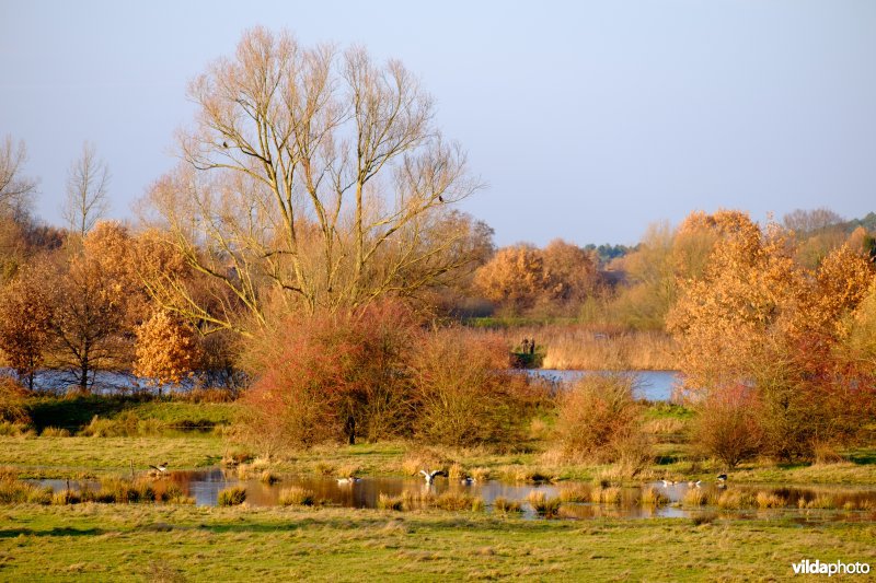 Ganzen in ondergelopen graslanden