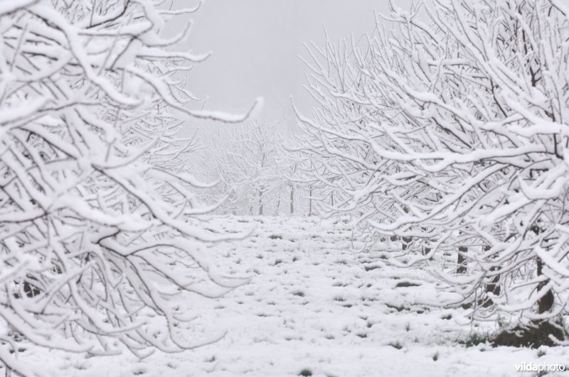 Besneeuwde boomgaard