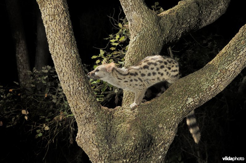 Genetkat in steeneik