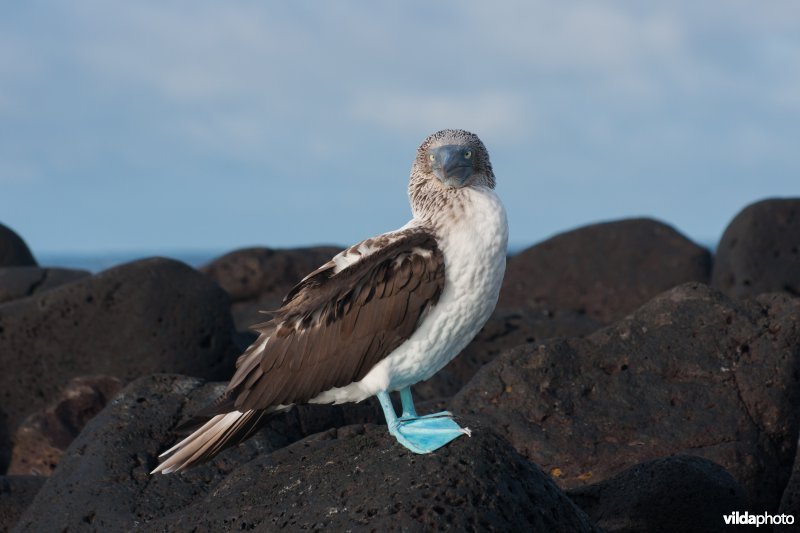 Blauwvoetgent op lava rotsen