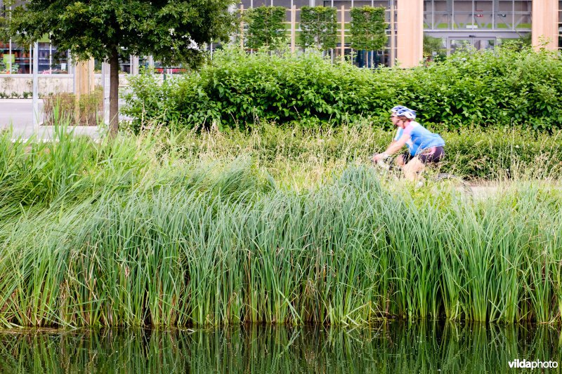 Natuurvriendelijke oever