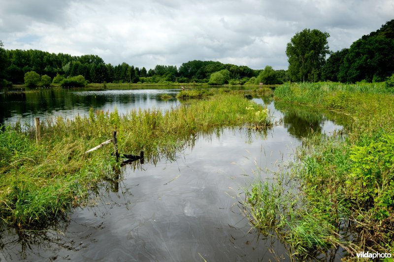 Overstroomd grasland