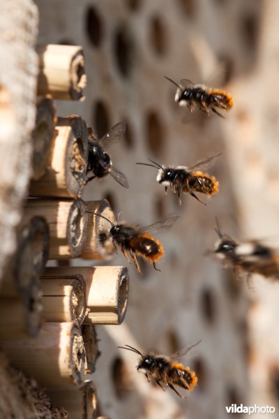 Solitaire bijtjes aan nestholte