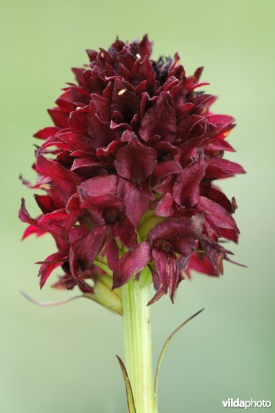 Zwarte vanille-orchis