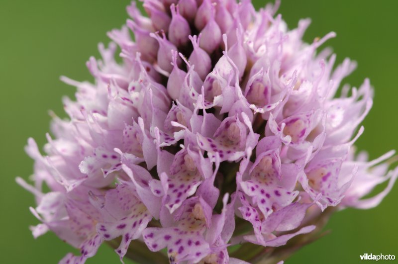 Knotsorchis