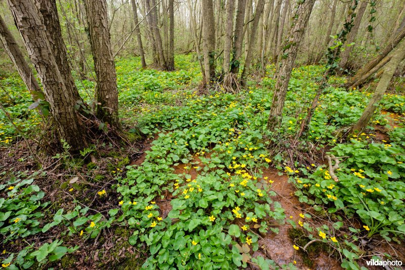 Mesotroof elzenbroekbos