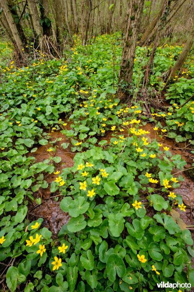 Mesotroof elzenbroekbos