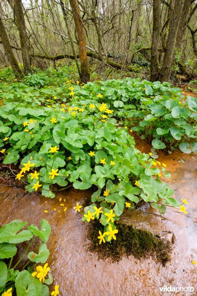 Mesotroof elzenbroekbos