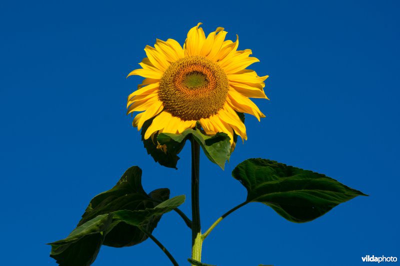 Zonnebloem