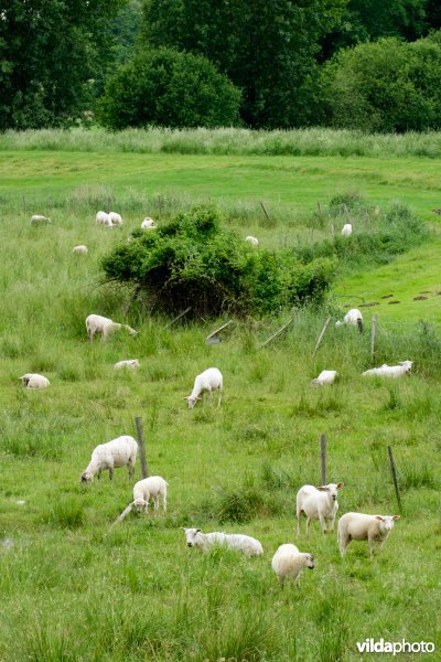 Schapenbegrazing