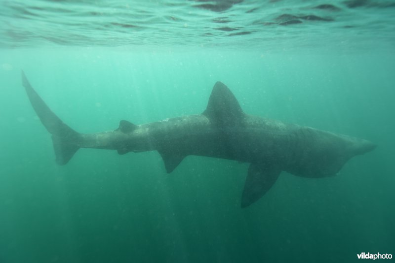 Reuzenhaai in planktonrijk water