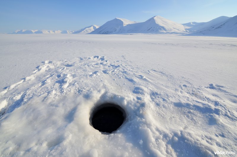 Ademgat van Ringelrob op in fjordijs