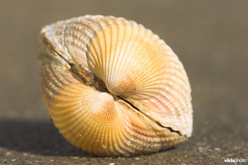Kokkel
