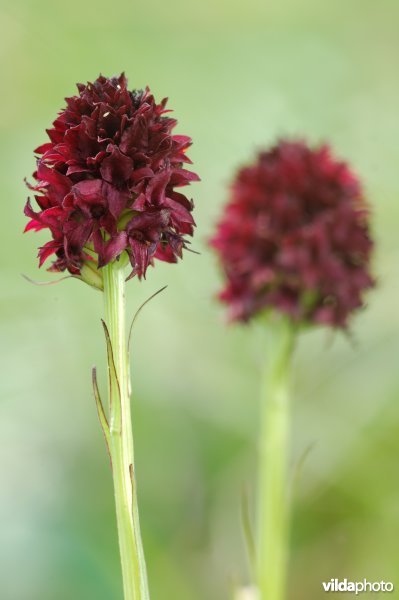 Zwarte Vanille-orchis