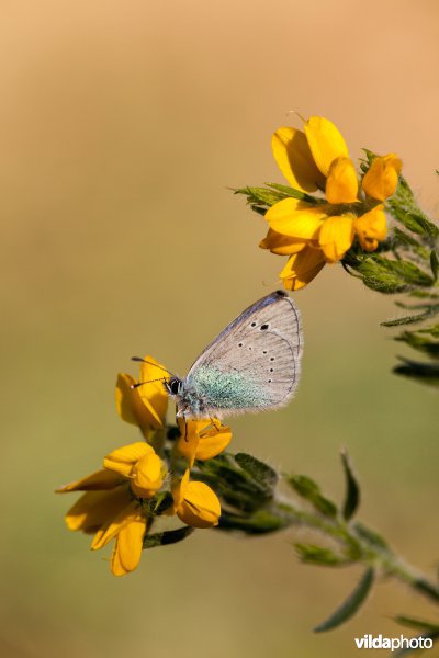 Bloemenblauwtje