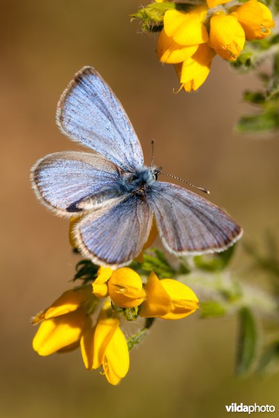Bloemenblauwtje